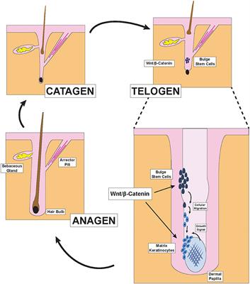 Treatment of Androgenetic Alopecia Using PRP to Target Dysregulated Mechanisms and Pathways